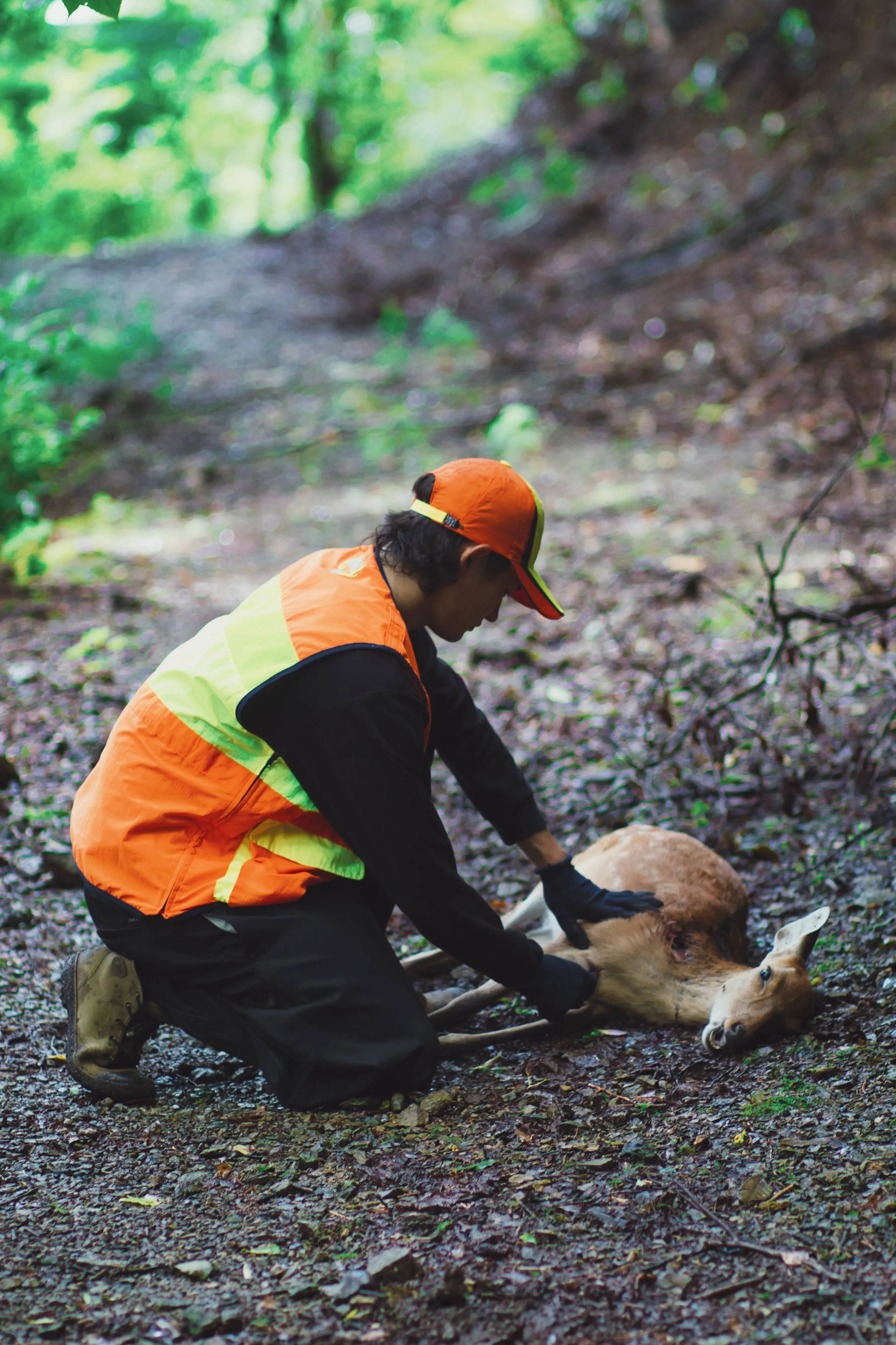 加工施設で肉を解体する様子